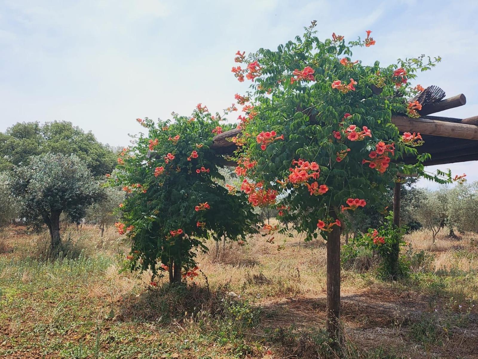 Montinho Do Palanque Villa Viana do Alentejo Luaran gambar